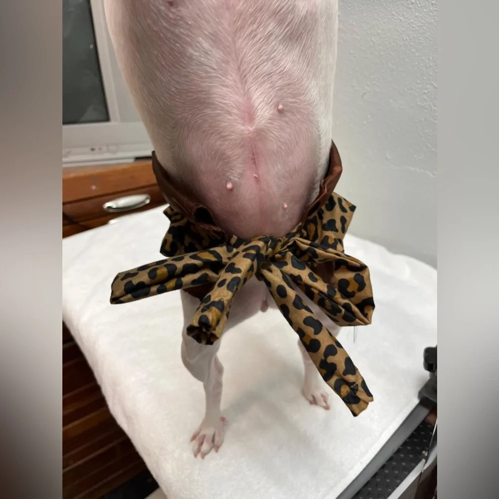 Leopard Print Dog Tutu skirt